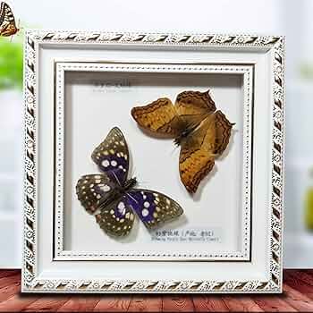 ベルサンタ　蝶標本 71bs7OHOZSL._UF350,350_QL50_.jpg