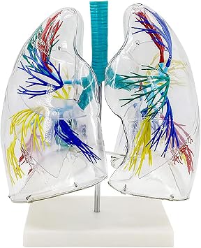 Lung Model 3D Transparent High Precision PVC Lung Anatomy Left and Right Lung Bronchus Model Pulmonary Artery Vein Human Body Model Realistic Anatomy Learning Materials Teaching Aids