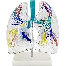 Lung Model 3D Transparent High Precision PVC Lung Anatomy Left and Right Lung Bronchus Model Pulmonary Artery Vein Human Body Model Realistic Anatomy Learning Materials Teaching Aids