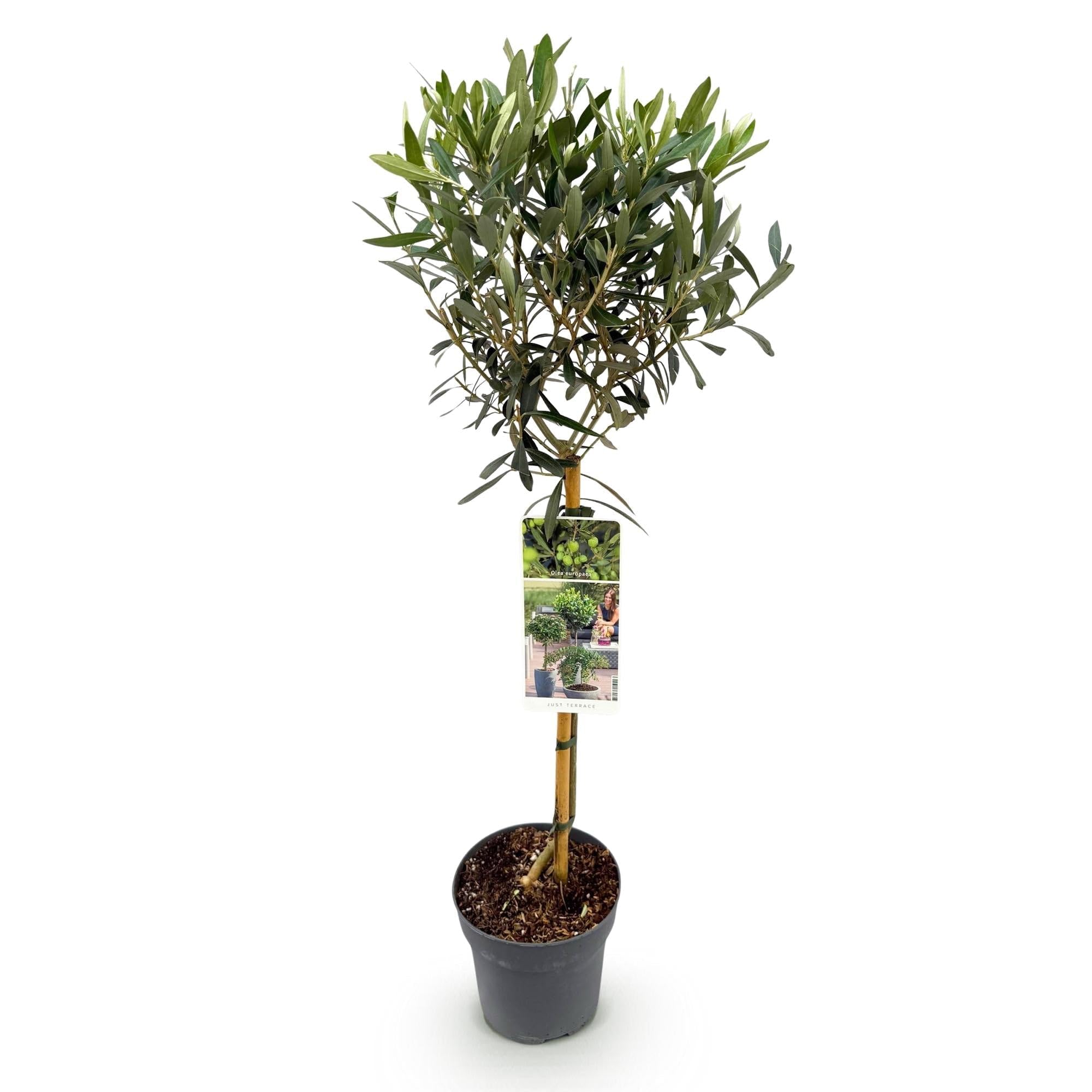 Olea Europaea Drzewo oliwne na pniu, wiecznie zielona roślina tarasowa, łatwa w pielęgnacji, Ø 19 cm, wysokość ok. 90 cm, śródziemnomorski styl, na balkon i do ogrodu