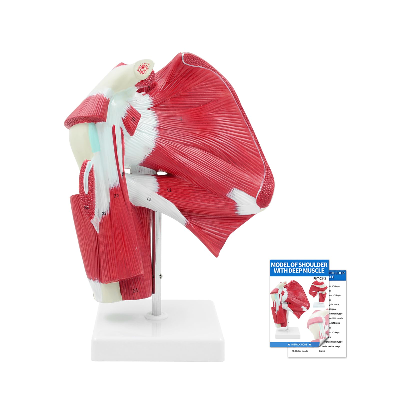 SFXYJ Shoulder Joint Muscled Model, 1:1 Life Size Human Complete Shoulder Anatomy Model Musculature from Rotator Cuff to Subscapular Tendon Muscles with Product Manual for Medical Study Training