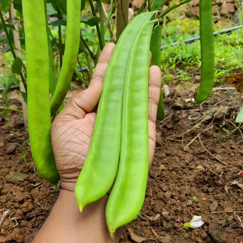 See full amazon price history chart for Sword bean/Mousim seeds (10 per packet) Sword bean/Mousim seeds (10 per packet) (B0D144TJWX) Amazon Price History, Amazon Price Tracker