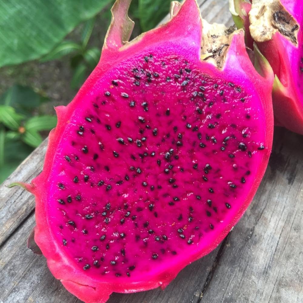 See full amazon price history chart for DIARAA ORIGINAL DRAGON FRUIT LIVE PLANT in Grow Bag (1 original red flesh red skin Dragon Fruit Plant) Hybrid - Air Layering DIARAA ORIGINAL DRAGON FRUIT LIVE PLANT in Grow Bag (1 original red flesh red skin Dragon Fruit Plant) Hybrid - Air Layering (B0CQRWZ612) Amazon Price History, Amazon Price Tracker