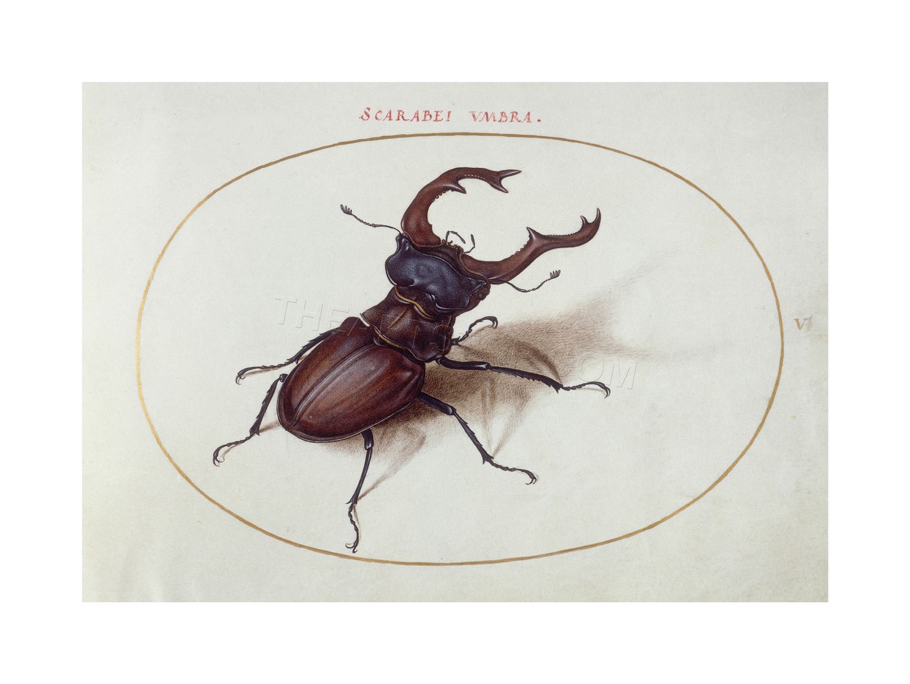 Wee Blue Coo Painting Hoefnagel Animal Scarab Beetle Wall Art Print