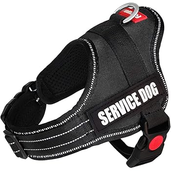 orthopedic veterinary specialist near me