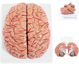 Winyousk Adult Size Brain Artrey Anatomical Model, Medical Brain Artery Model with Sagittal Plane, Cerebrum Hemisphere and Cerebellum, Include Hand-Paint Location Number and Explanation Manuals