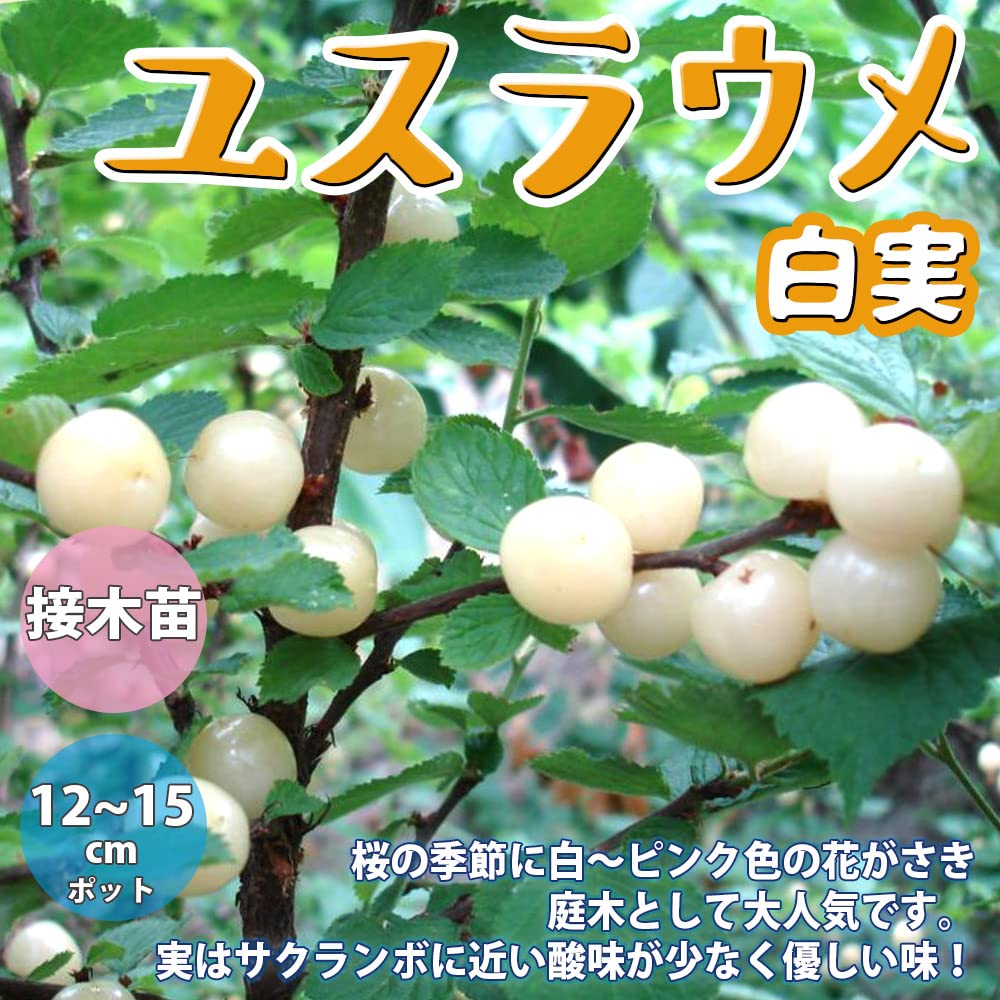 Amazon.co.jp: ユスラウメの苗木 白実【品種で選べる果樹苗木 2年生 