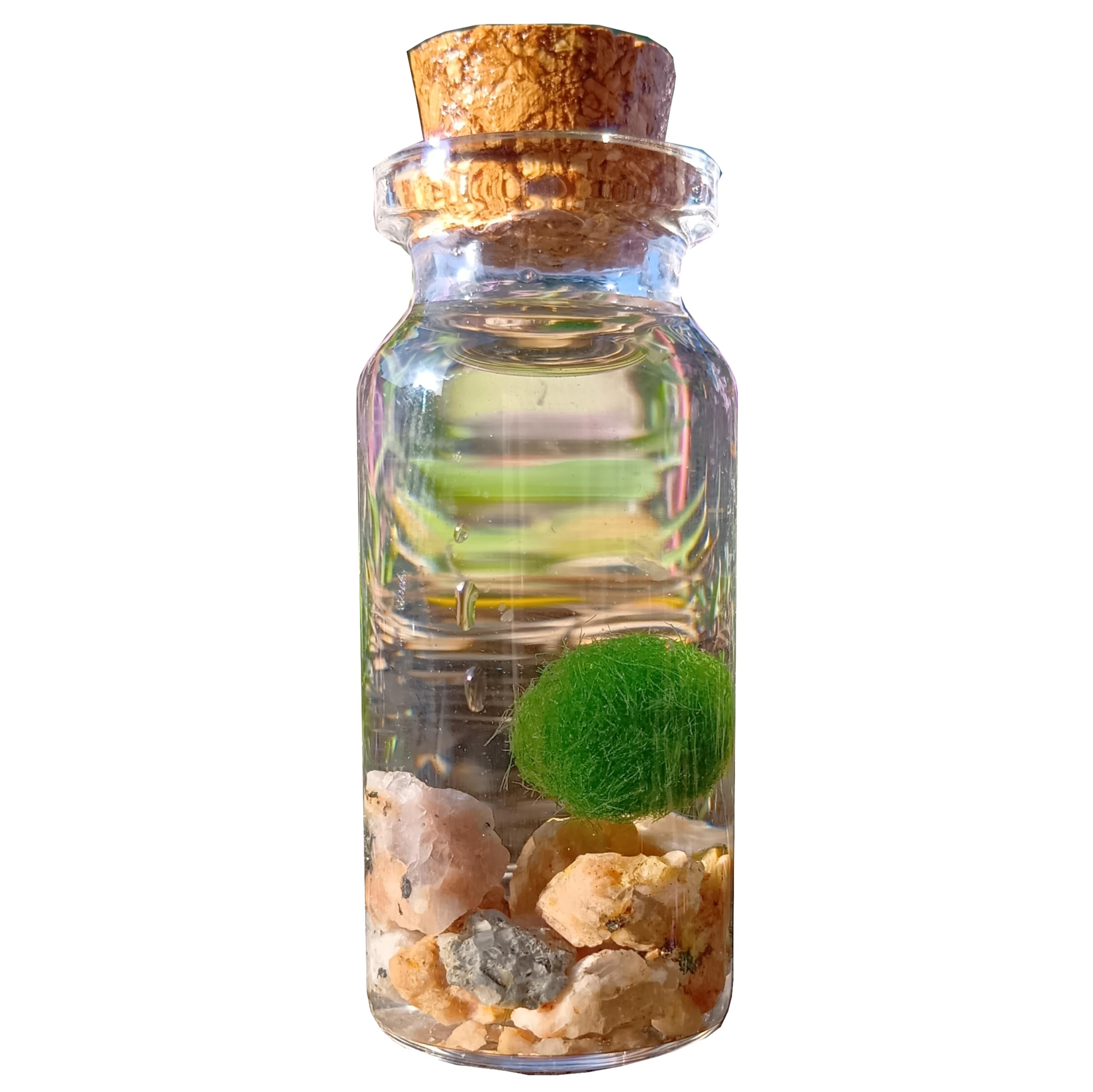 Marimo (Small Bottle Size (1 Marimo))