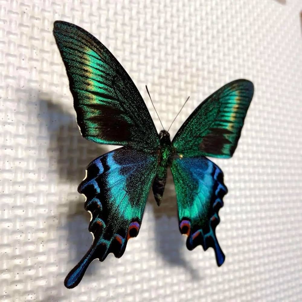 蝶標本】 性表がほぼないオス 赤紋5つ出現 異常型? ミヤマカラスアゲハ 蝶標本】 性表がほぼないオス 赤紋5つ出現 異常型? ミヤマカラスアゲハ