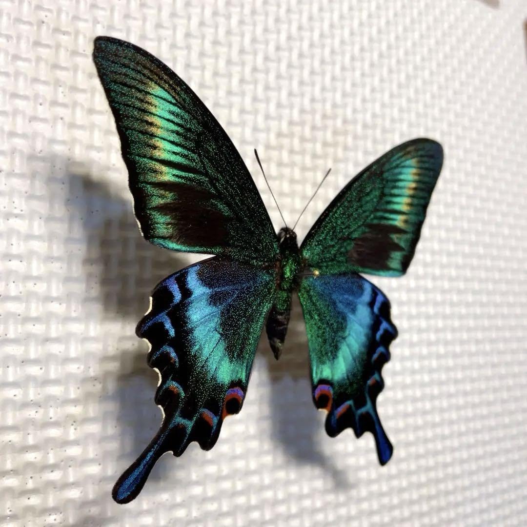 Amazon.co.jp: 蝶標本 極美麗 青紫系ミヤマカラスアゲハ春型