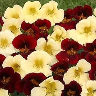 50 Seeds Ana) Night and Day Nasturtium Seeds Lovely Cream Mahogany Contrasts Easy to Seasons, Meaningful Gift.