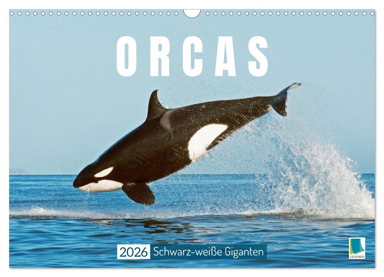 Orcas: Schwarz-weiße Giganten (Wandkalender 2026 DIN A3 quer), CALVENDO Monatskalender: Orcas: Majestätische Meeresakrobaten (CALVENDO Tiere)