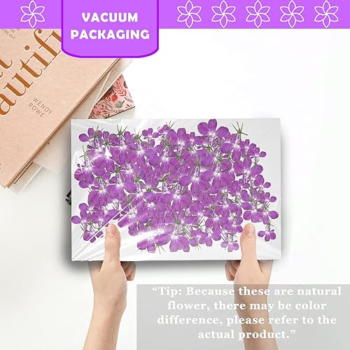 Miniatura 3 de CyHiThai Flores secas moradas para adornos de manualidades de resina, 60 flores secas prensadas naturales para joyería de resina, decoración de caja