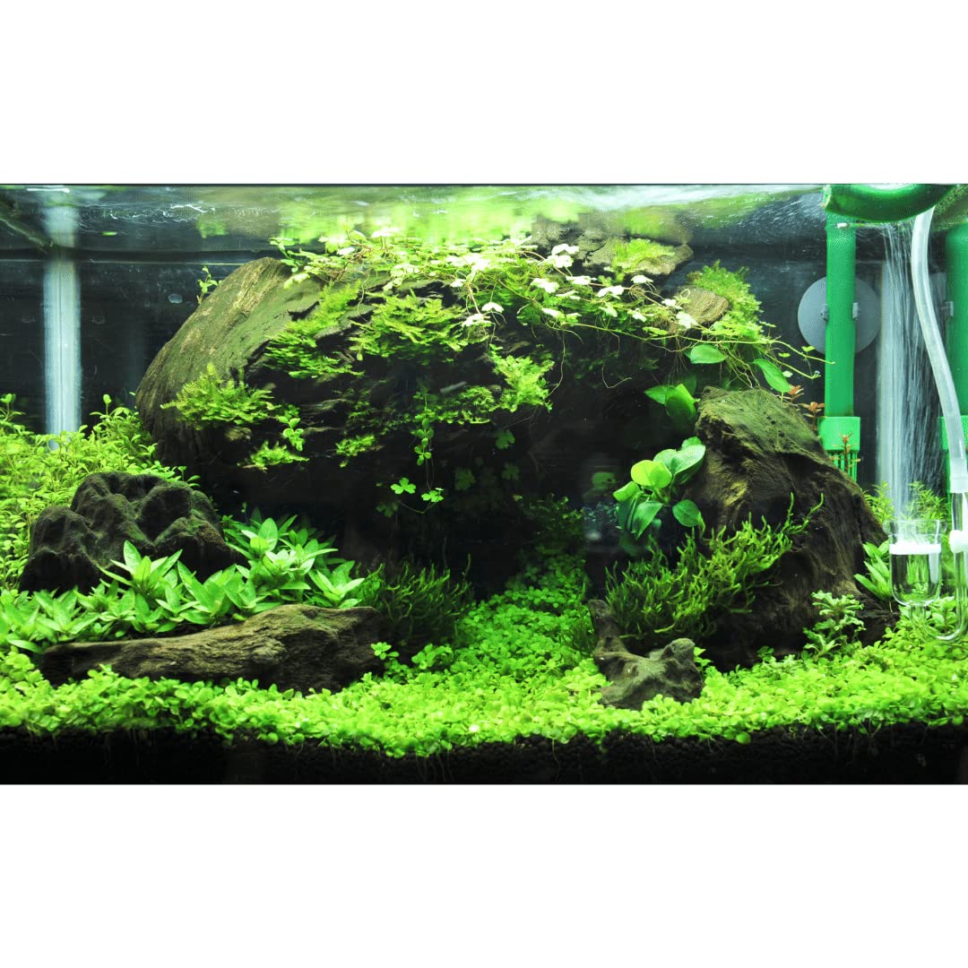MVM e-comerce Java Moss Vesicularia dubyana Aquarium Live Plant 1 BUNCH (3 BUNCH) (B0CJBWFDTT) Amazon Price History, Amazon Price Tracker