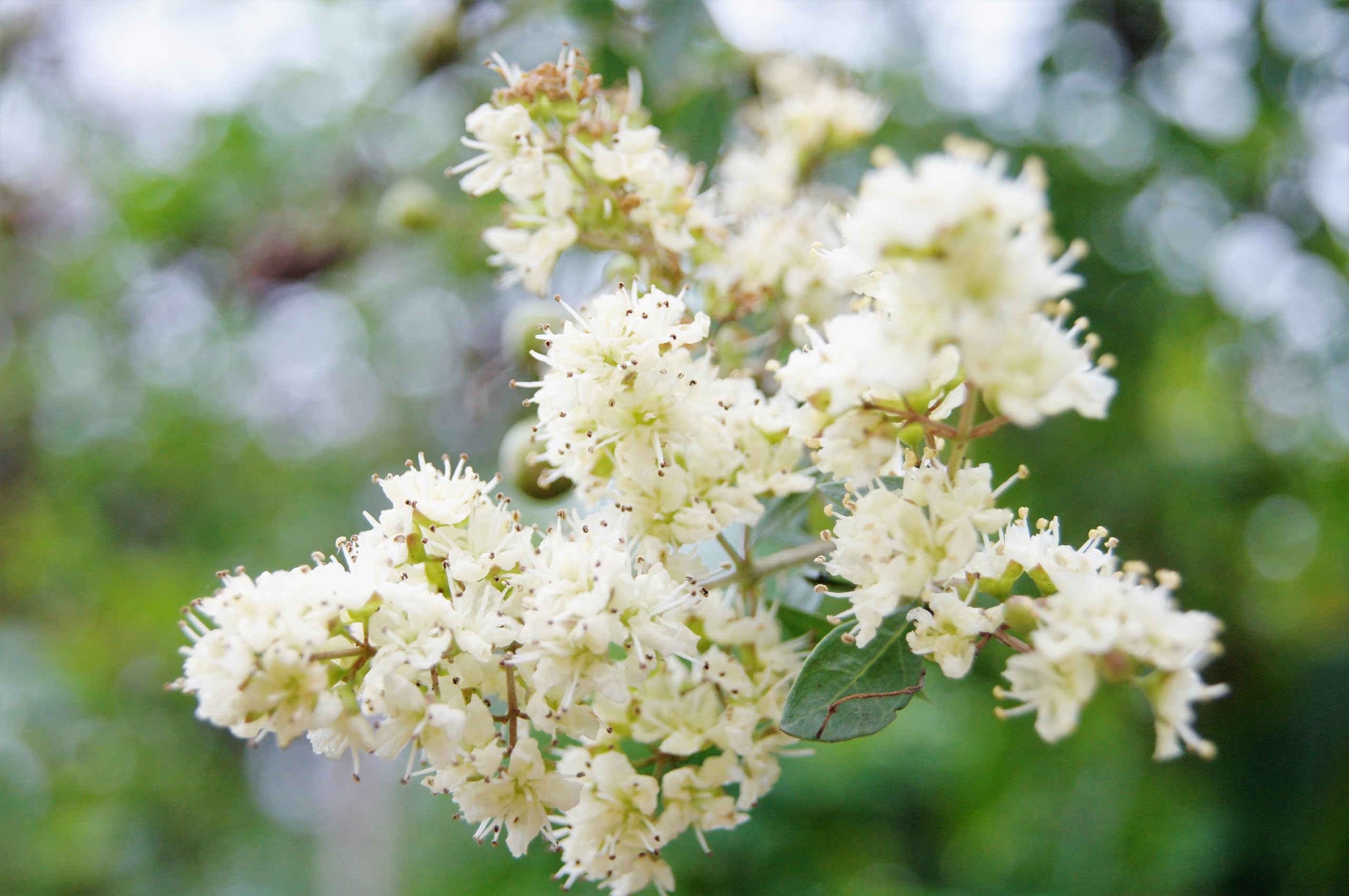 40 White Flowering Henna Tree Lawsonia Inermis VAR. Alba Dye Plant Tattoo Flower Seeds