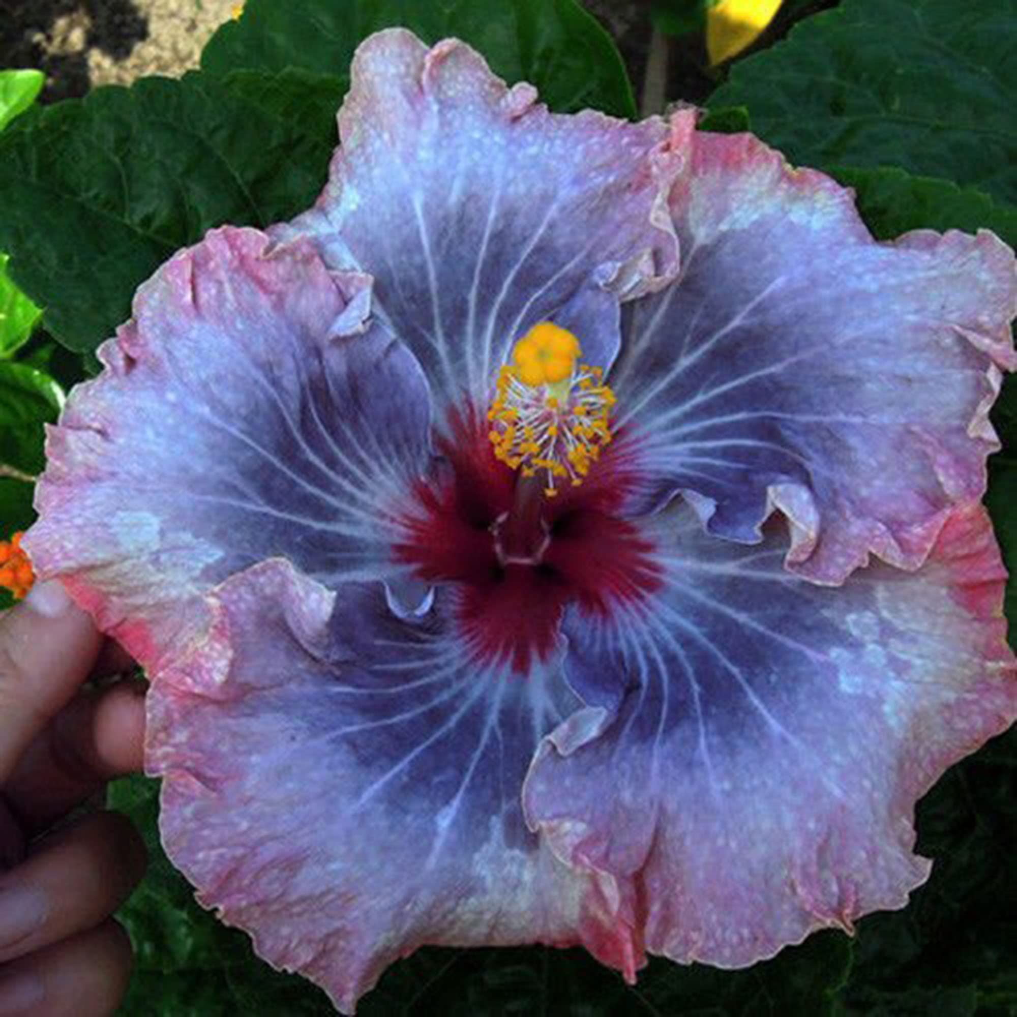 Amazon.com: CHUXAY GARDEN Double Blue Pink Hibiscus-Confederate