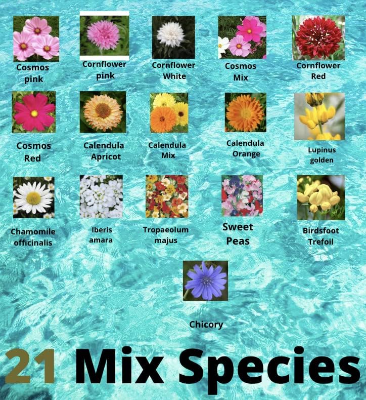 Dwarf Wild Flower Wildflower & Cornflower Seed Mix More Than 20 Colorful Flowers with NO Grass Seed NO FILLERS (20 to 60cm) Very Pure UK 100g - Image 5