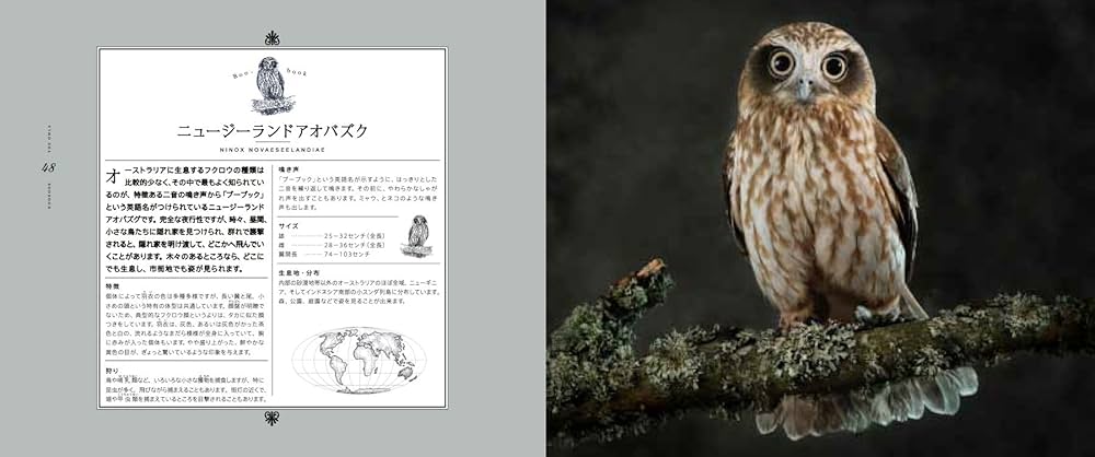 世界の美しいフクロウ 神秘的なポートレートと生態 | マリアンヌ