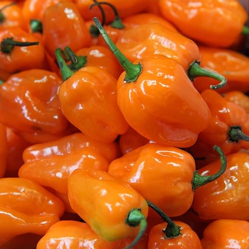 Semillas de pimienta habanero para plantar - Más de 30 semillas - CALIENTE, sabrosas y nutritivas. Añade un sabor increíble. Fabricado en Estados
