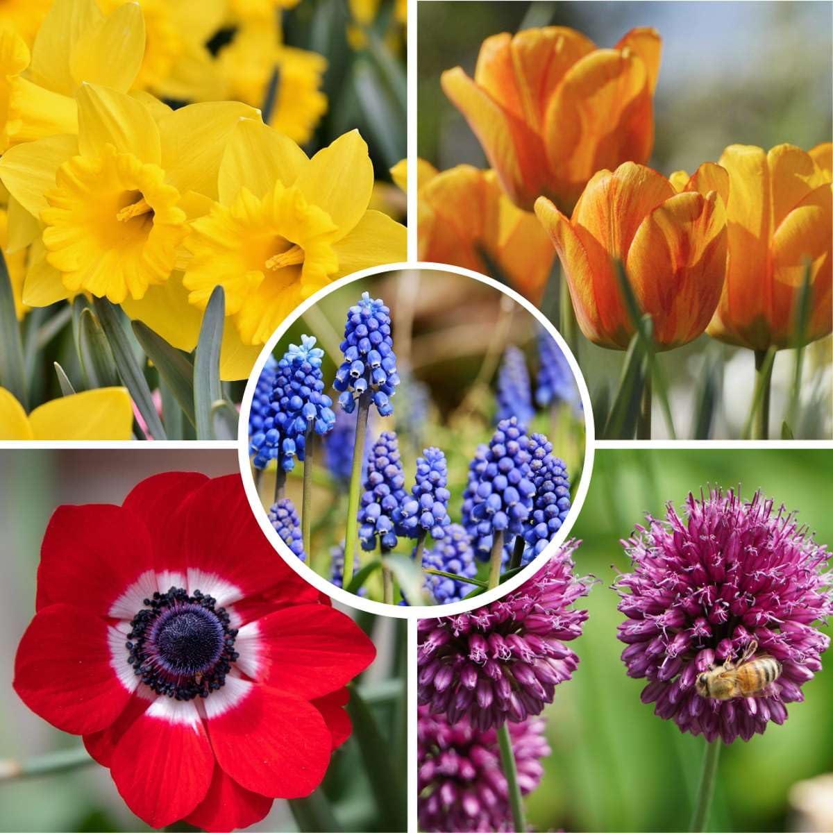 Plant in a Box - Bulb Garden Colourfu - Bulbos x250 - Mezcla Alegre de Bulbos de Flores - Tulipán - Anémona - Allium - Muscari