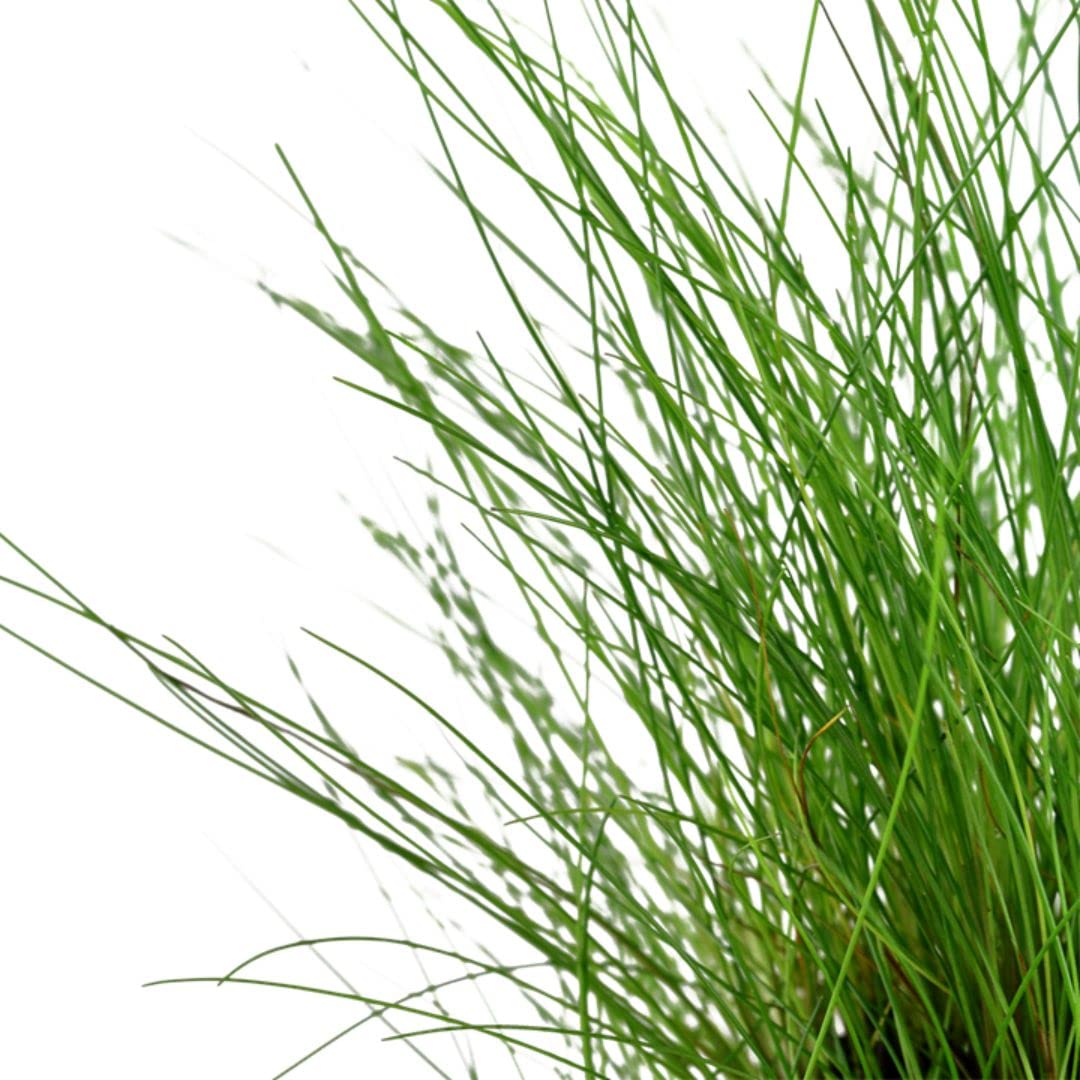 AquaOne Aquariumplant Hemianthus callitrichoides 'Cuba' | Waterplant voor aquarium, bodembedekker, volledig doorgeworteld, eenvoudig en onderhoudsarm, decoratie voor aquascaping