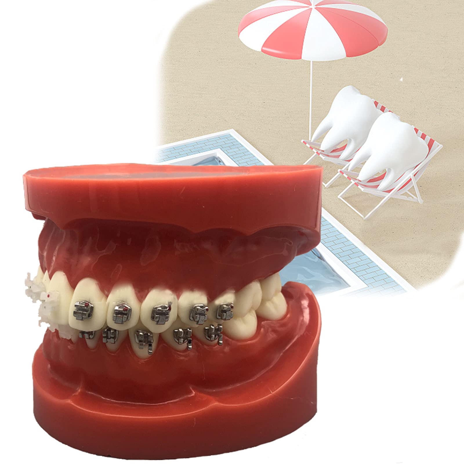Modelo de Dientes de Implantes Dentales, Modelo de Dientes Dentales, Cuatro Modelos de Comparación de Soportes, Duraderos Adecuado para Intercambios de Demostración Entre Médicos y Pacientes.