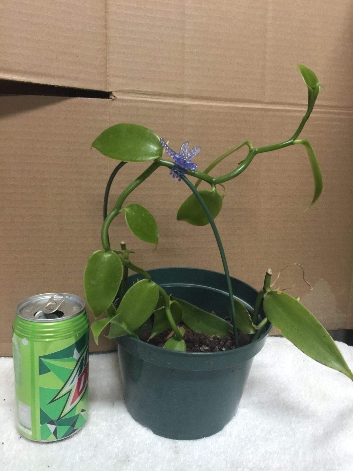 Vanilla Orchid Vine Plant! Grow Your own Vanilla. Cutting per Foot.