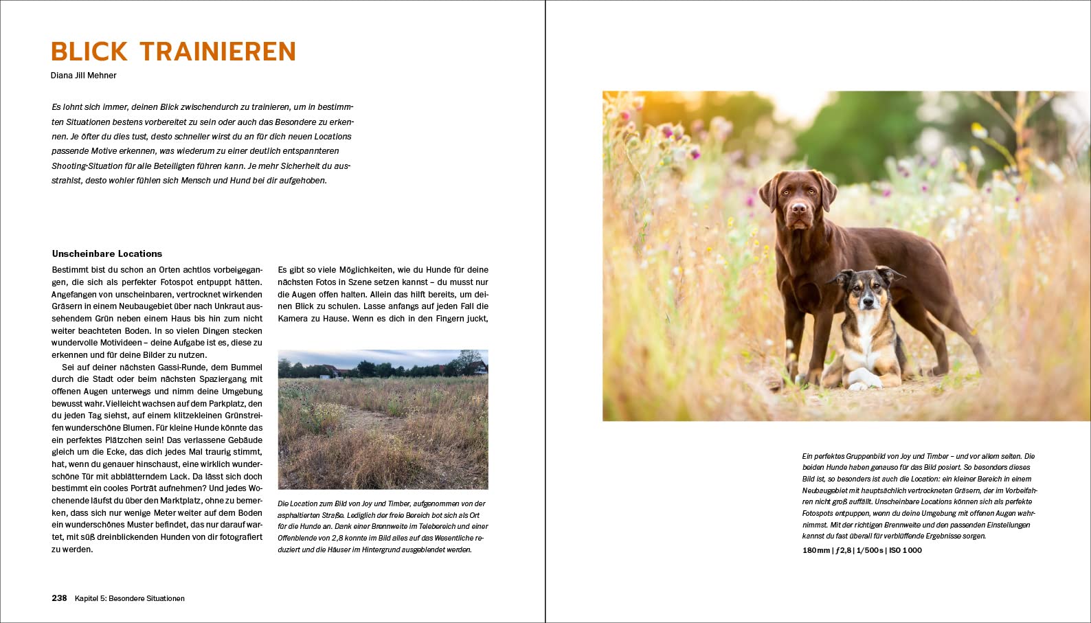 Hundefotografie: Fellnasen liebevoll in Szene setzen. So gelingen Hundeporträts mit Ausdruck und Witz – draußen und im Studio. 350 Seiten Profi-Wissen
