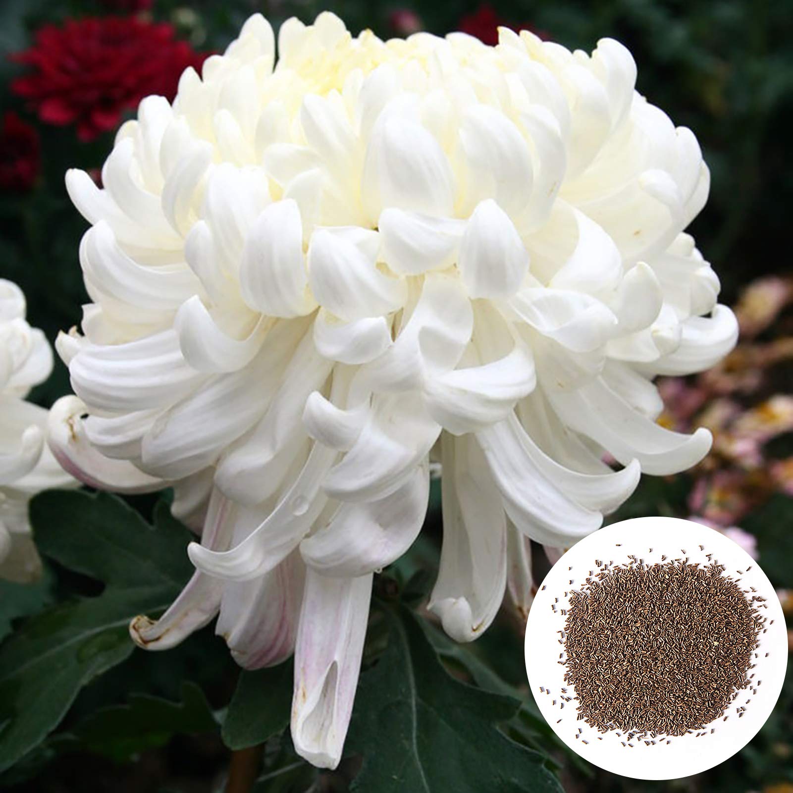 TYNYY 100Pcs/Bag White Chrysanthemum Seeds, Non-GMO Perennial Flower Seeds for Patio Chrysanthemum Seeds