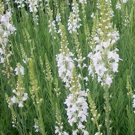 Amazon 耐寒性 宿根草 リナリア スプリング サイド ホワイト2株セット ボーダーガーデン 花