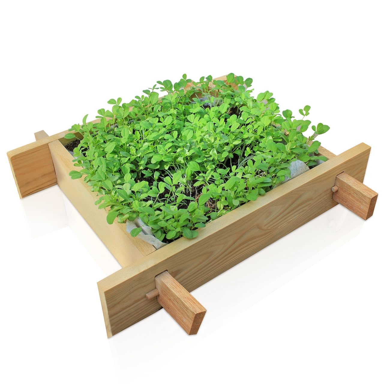 Puppy gardenbed, 1 Foot x 1 Foot, Wooden Raised Garden Bed Outdoor, planter bed for home gardening, Ideal for Growing Flowers, Herbs, Vegetables. Ideal as Seed tray, starter tray