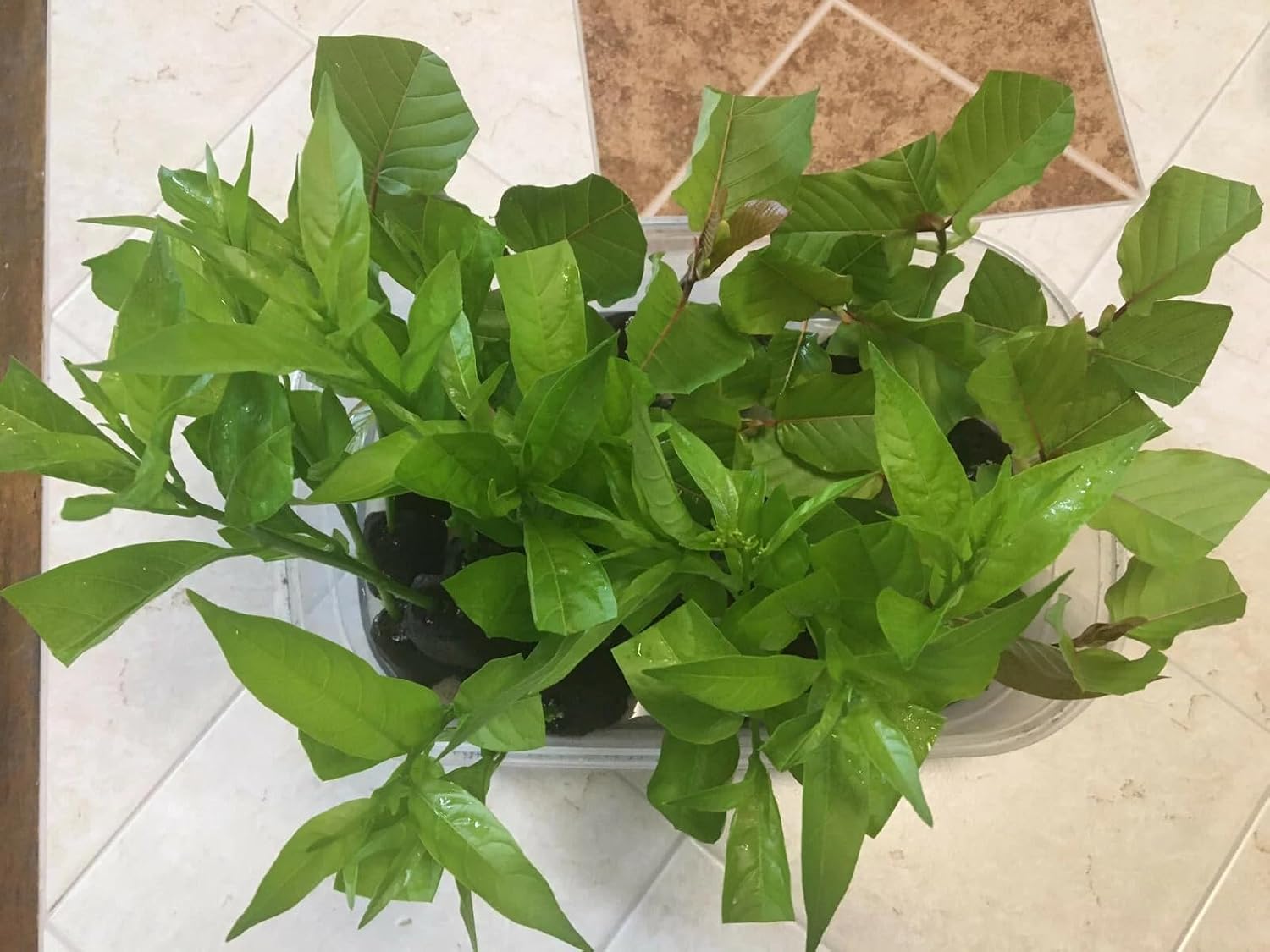 Night Blooming Jasmine (Cestrum Nocturnum) 5-9" Live Plants - Pack of 2 (Two) - World's Most Fragrant Flower - Fast Growing Queen of The Night - Intensely Scented Tropical Shrub for Patio Containers