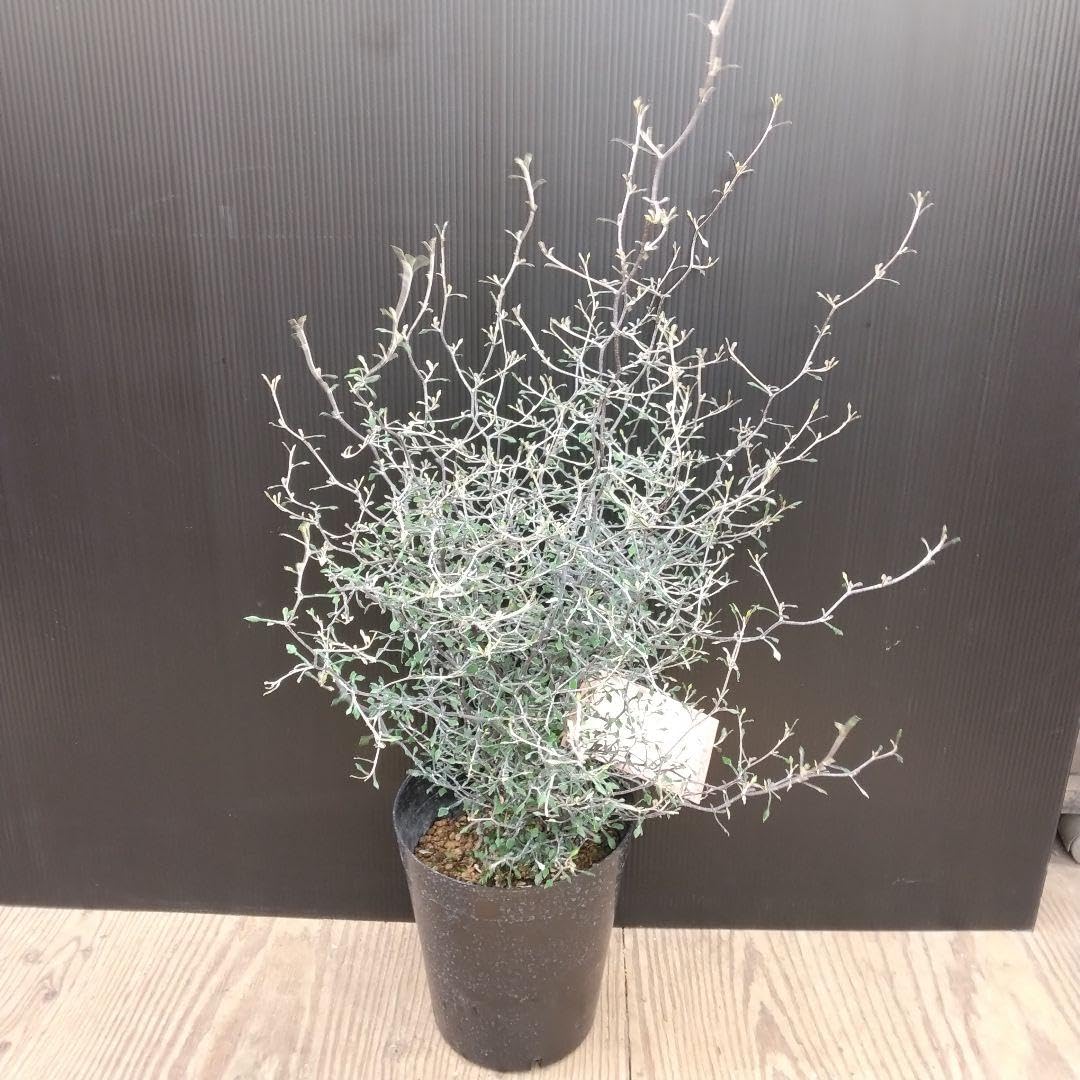 Amazon.co.jp: 珍しい樹形！コロキアワイヤースター観葉植物ボリューム