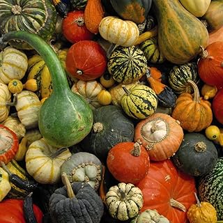 Ornamental Gourd Mixed Seeds for Planting UK 'Autumn Glory' Cucurbita Pepo Half-Hardy Annual Inedible Fruits Use As Decorations Easy to Grow Your Own Plants (Approx. 25 Seeds) by Thompson and Morgan