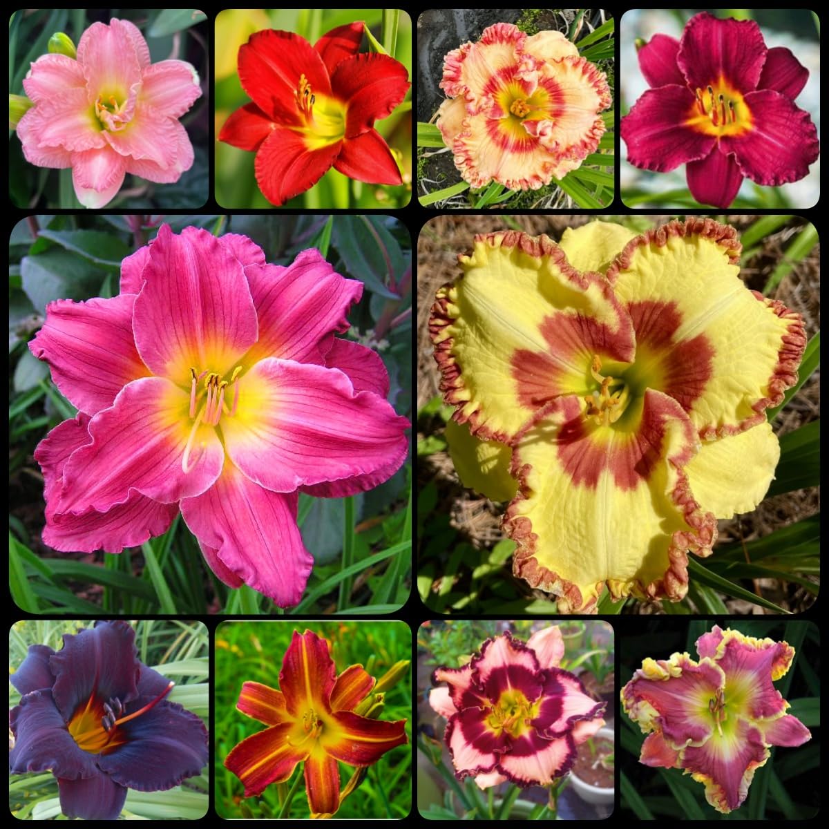 Hemerocallis Bulbs for Planting Now UK, Golden Jade Carving, Daylily Rhizome. Perennial for Garden Planting, That Grow Fast, Daylily Bulbs-15Bulbs-J