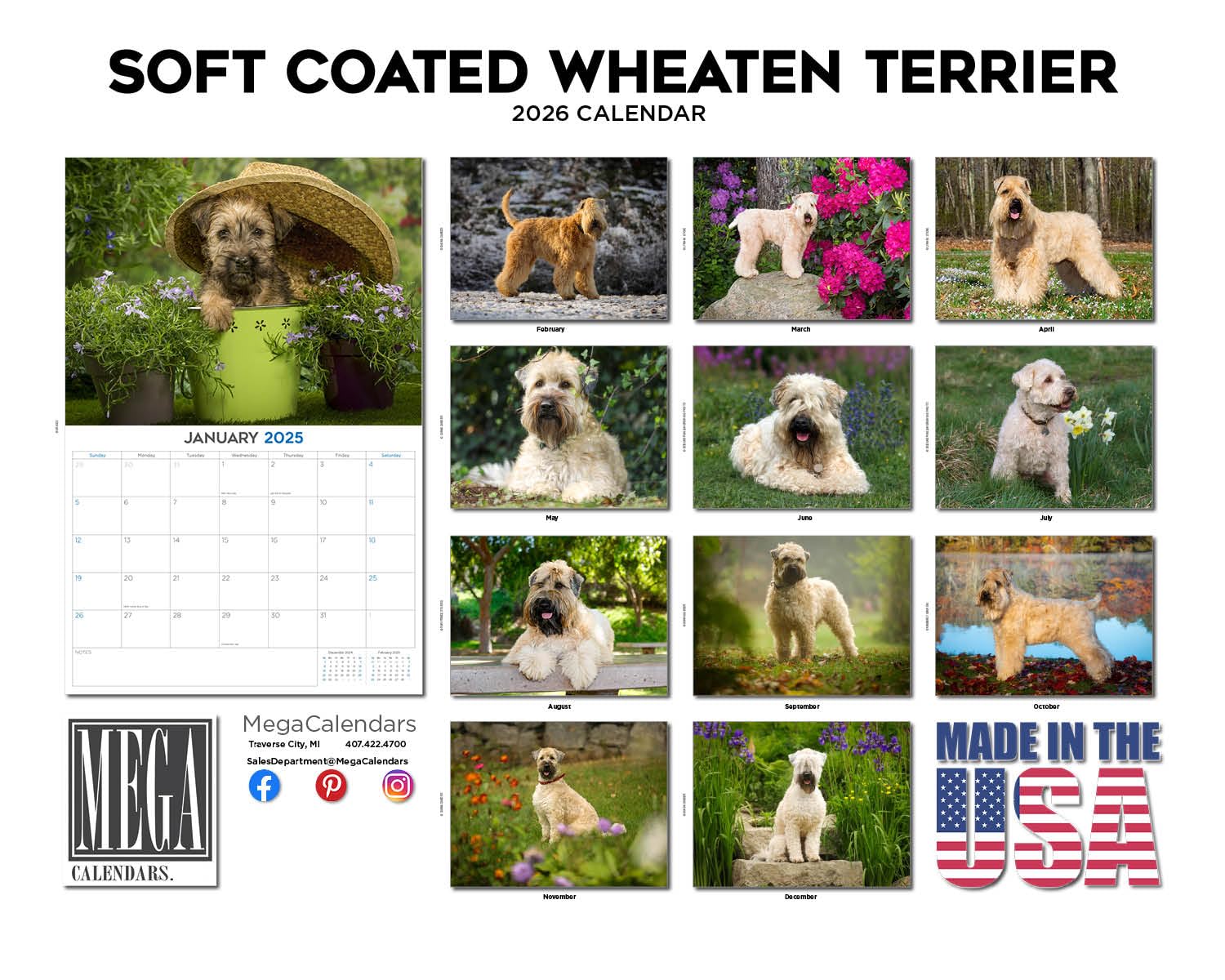 Kalendarz 2024 2025 Softcoat Wheaten Terrier - Miesięczny kalendarz ścienny rasy psów - 30 x 45 cm otwarty - gruby papier bez przebarwień - prezent - akademicki planer nauczyciela kalendarz