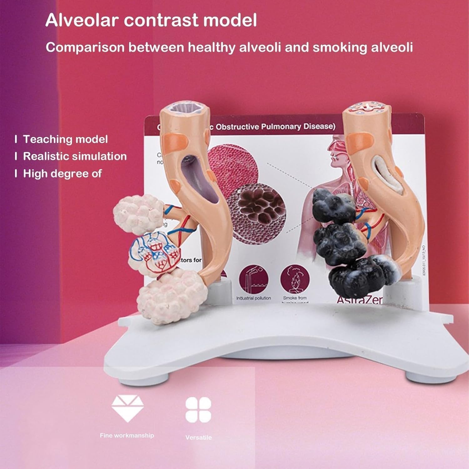 Model anatomiczny pęcherzyków płucnych człowieka, model porównawczy pęcherzyków płucnych patologicznych i zdrowych, powiększony model struktury pęcherzyków płucnych, do celów edukacyjnych