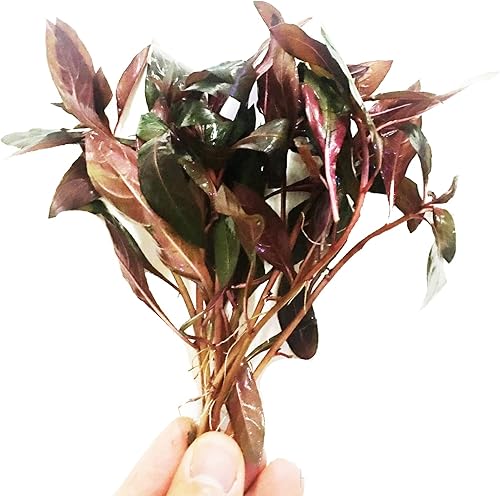 Planterest - Decoración de plantas de acuario de acuario tropicales en maceta roja Ludwigia Peruensis BUY2GET1FREE