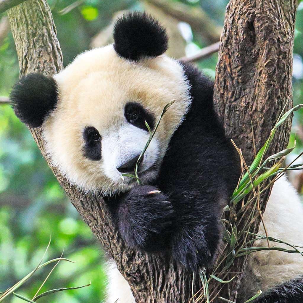 Ravensburger - Puzzles Panda, Tiger and Leone Pack of 3 | Puzzle 5 Years Or Over | Gifts for Children 5 Years Old 3 X 49 Pieces | Kids Puzzles 21 X 21 Cm Puzzle