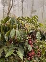 Bluhills Roaring Beans, Roasted Coffee Beans, 1Kg, premium Wayanad Robusta gallery image
