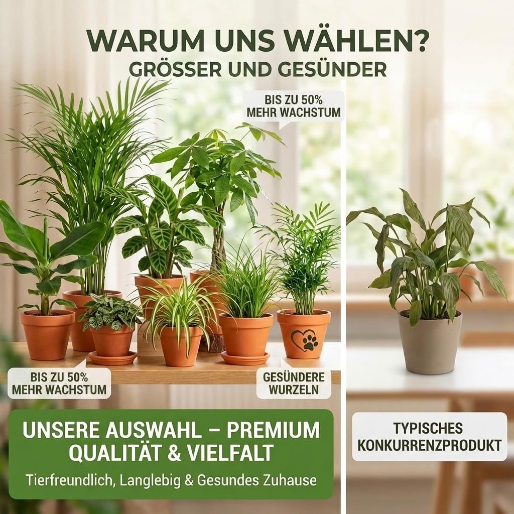 “Katzenliebhaber” Pflanzenset + 5x Zinktopf | 5er-Set | Katzengras, Bergpalme, Areca, Grünlilie, Calathea | ca. 30-50 cm | Ø 12-15 cm Topf | Pflegeleichte Zimmerpflanzen für Wohnung und Büro