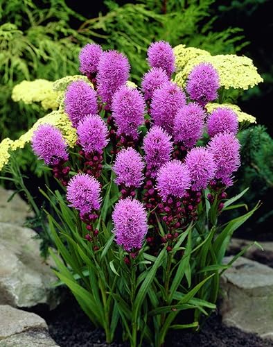 Miniatura 5 de Semillas Pink Blazing Star Liatris Flores perennes