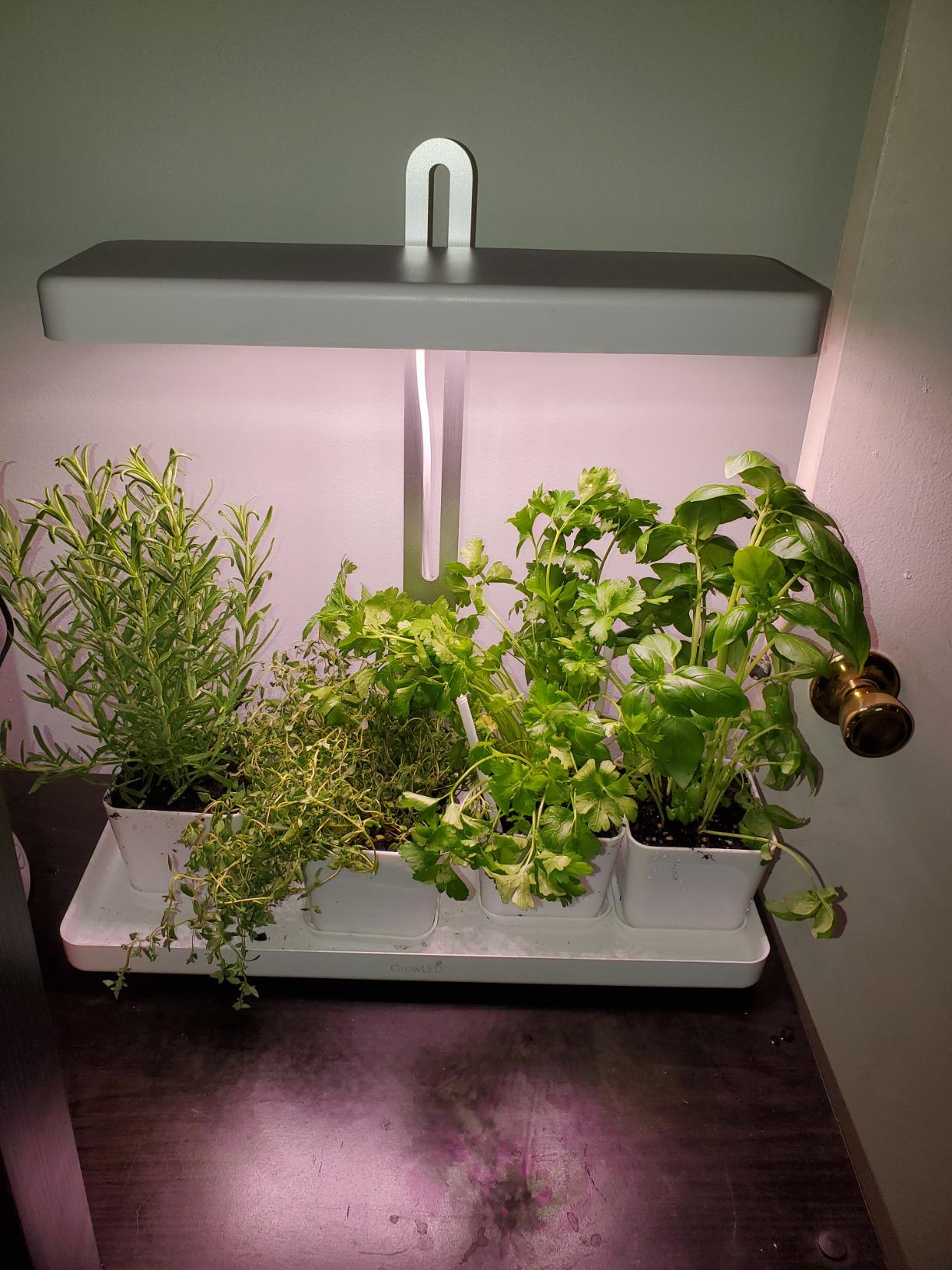 Amazon.com: LED Indoor Herb Garden, Height Adjustable GrowLED Plant ...