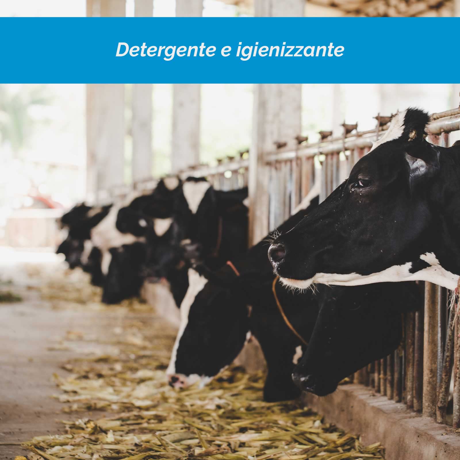 Detergente per Residui Alimentari Base Cloro. Detergente Concentrato per la Pulizia di impianti di mungitura e Tanks di frigoconservazione del Latte. 1 Flacone da 30L
