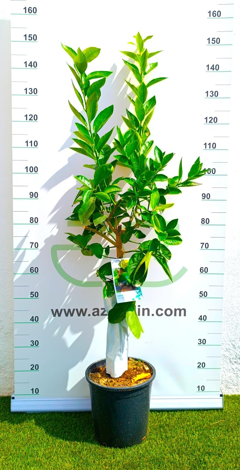 AZJARDIN.COM - Árbol de lima. Maceta 25cm. 3 años antigüedad. Fruto próximo año.