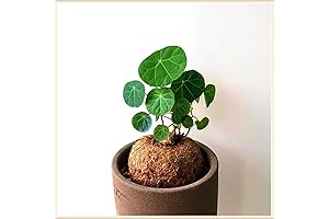 Stephania Erecta Bulbs for Planting and Gardening