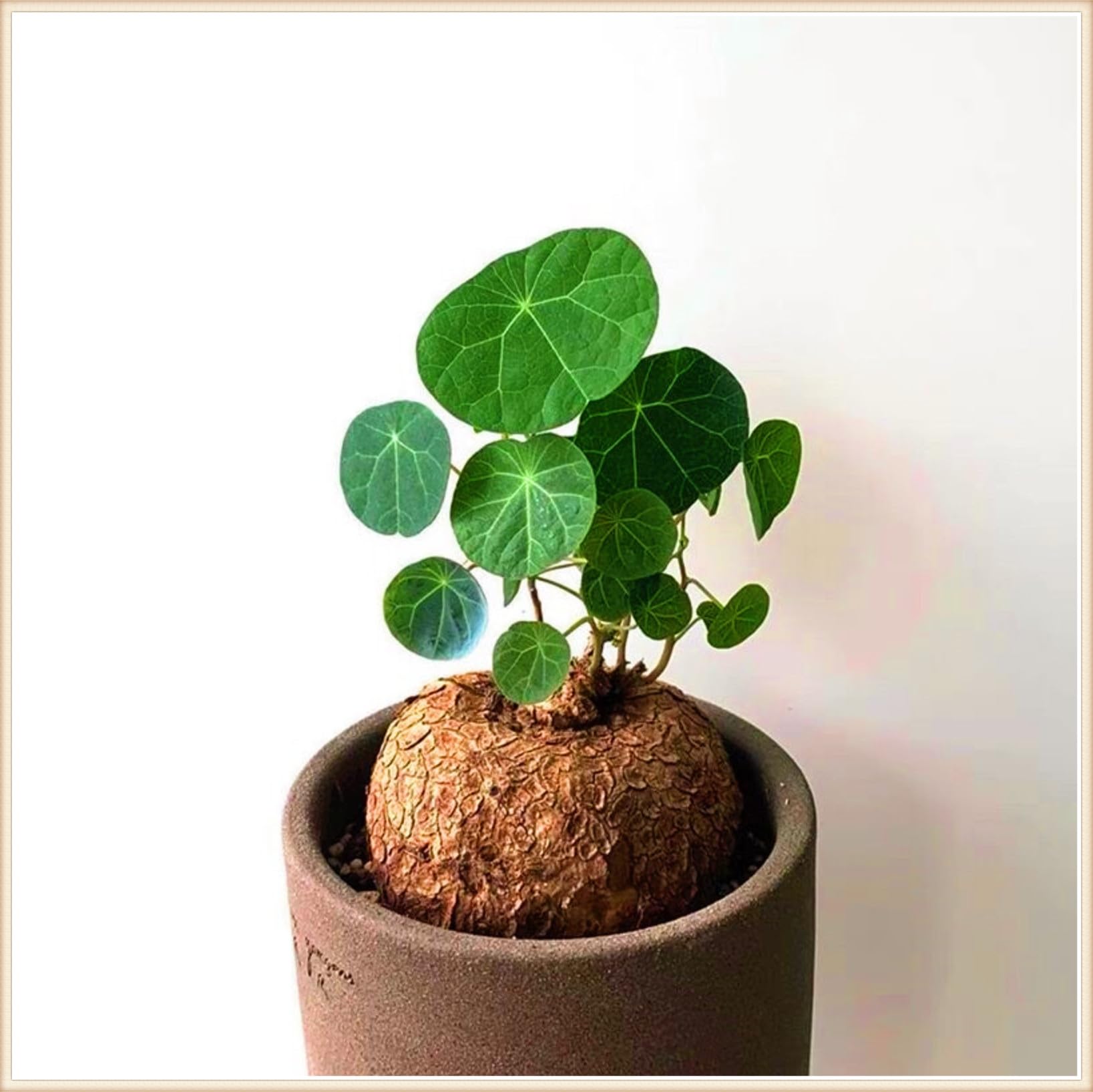 Stephania erecta Live Plant,Stephania erecta Bulb,Wedding Flowers/Potted/Plants/Rhizome/Ornamental-2bulbs-h — image 1