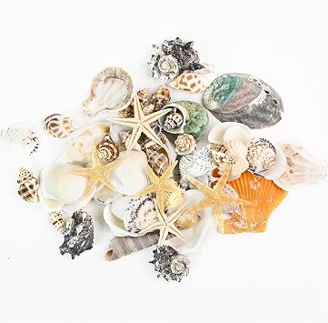 Natural Seashells Conch and 5pcs Natural Starfish, Various Sizes for Beach Themed Party DIY Crafts Fishtank Vase Fillers Home Wedding Decorations Extra Large, 200g, 2-5cm