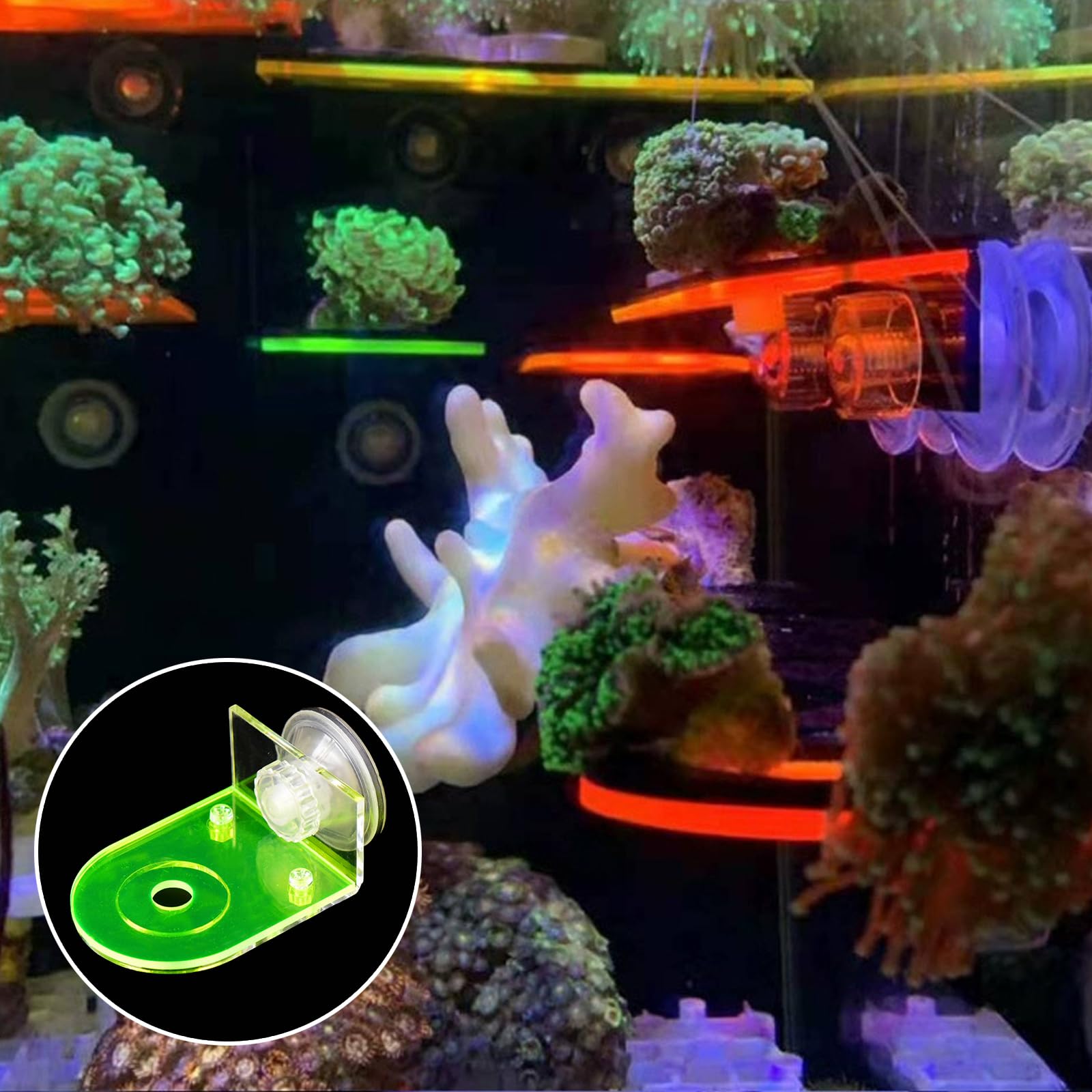 Amazon.co.jp: KFZDCG 4個 アクリルコーラルフラグラック 蛍光サンゴ