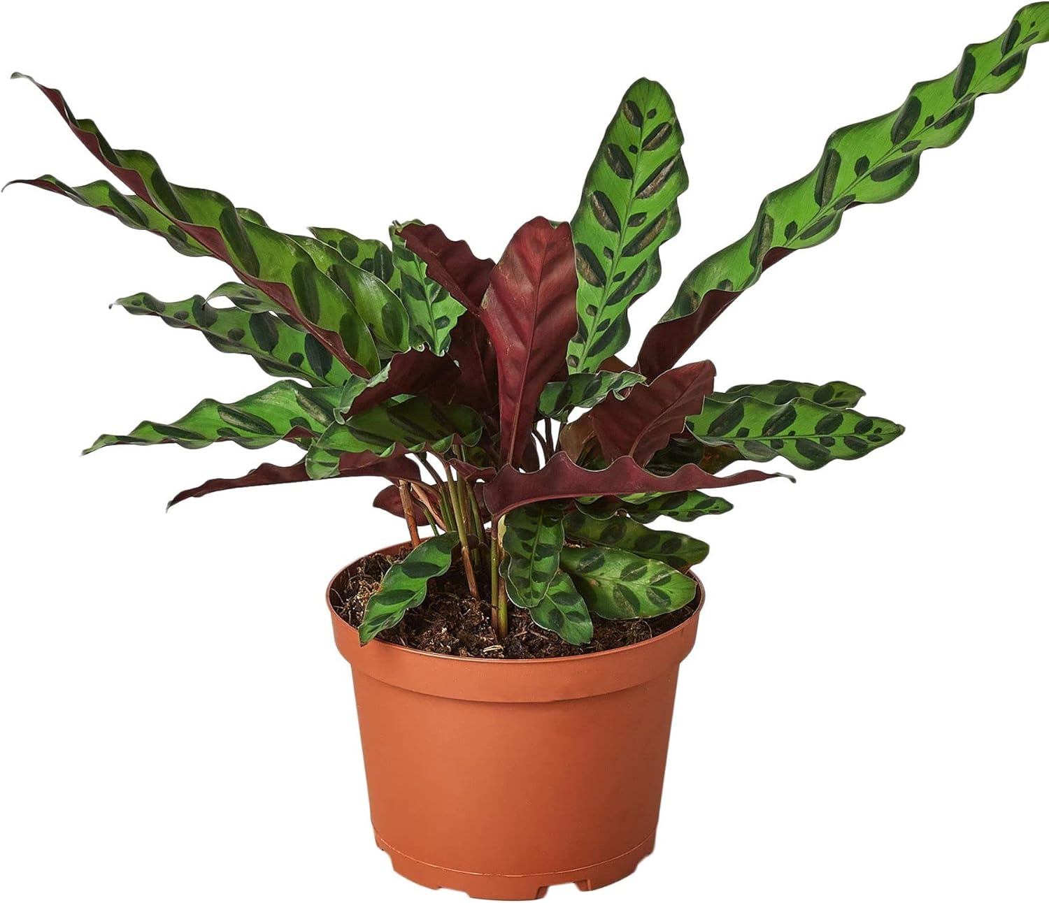 Calathea Lancifolia 'Rattlesnake' Live Plant for Indoor